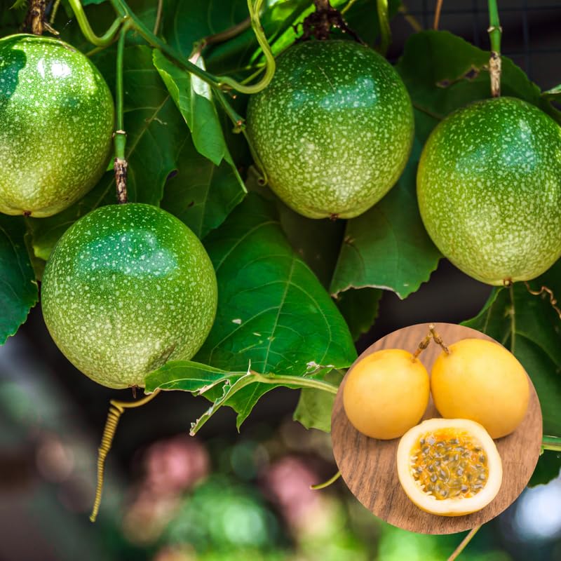 Yellow Passion Fruit Tree Live Plant, Edible Passionfruit Vine for Gardens, Trellises and Containers, 5 to 7 Inches