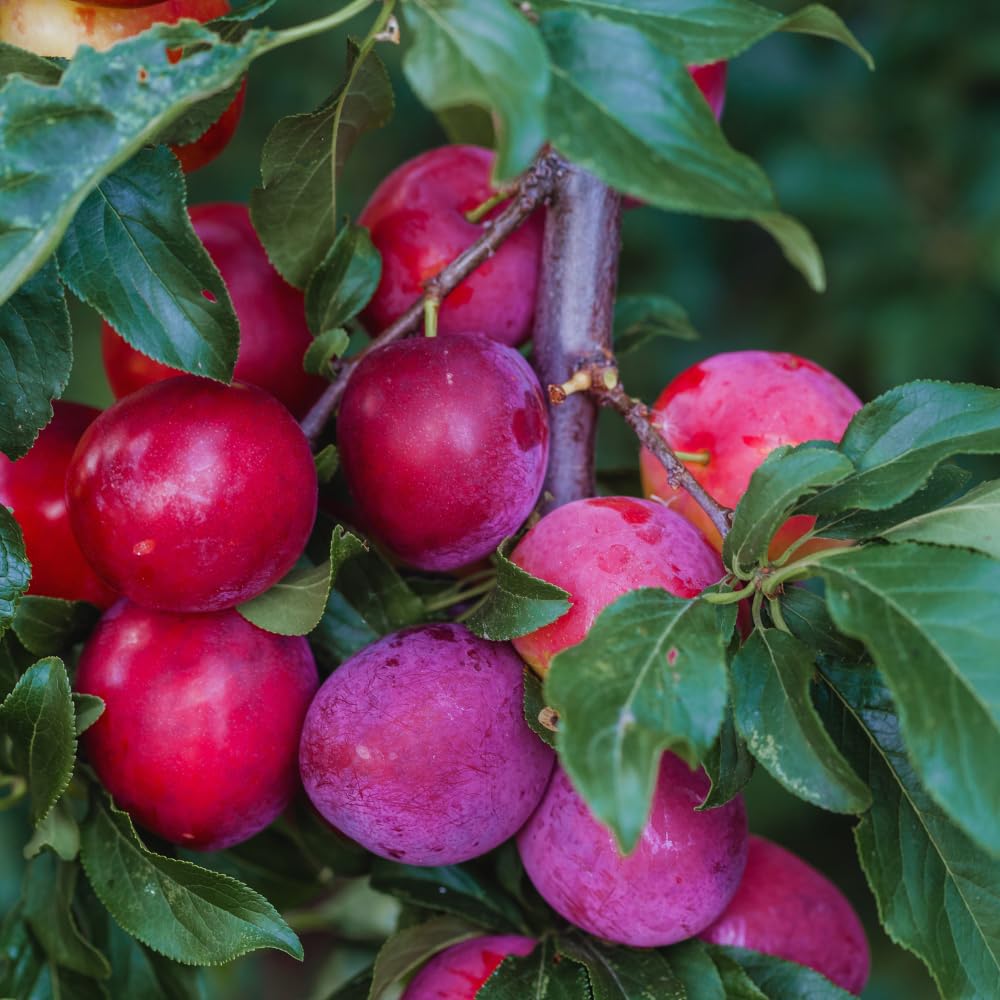 Methley Plum Tree Live Plant, 3 Feet Tall, Sweet Plum Fruit Plant Live for Home Garden, 3 Gallon Pot, No Ship to CA