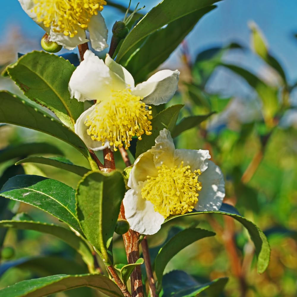 3 Tea Tree Live Plant, Camellia Sinensis Plants Live, Herb Plant from 5 to 8 Inches Long