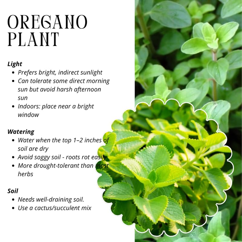 4 Mix Oregano Plants Live, 4-6 Inches Tall, Culinary Herb for Planting Indoor or Outdoor, Greek and Cuban Oregano Mint Plants
