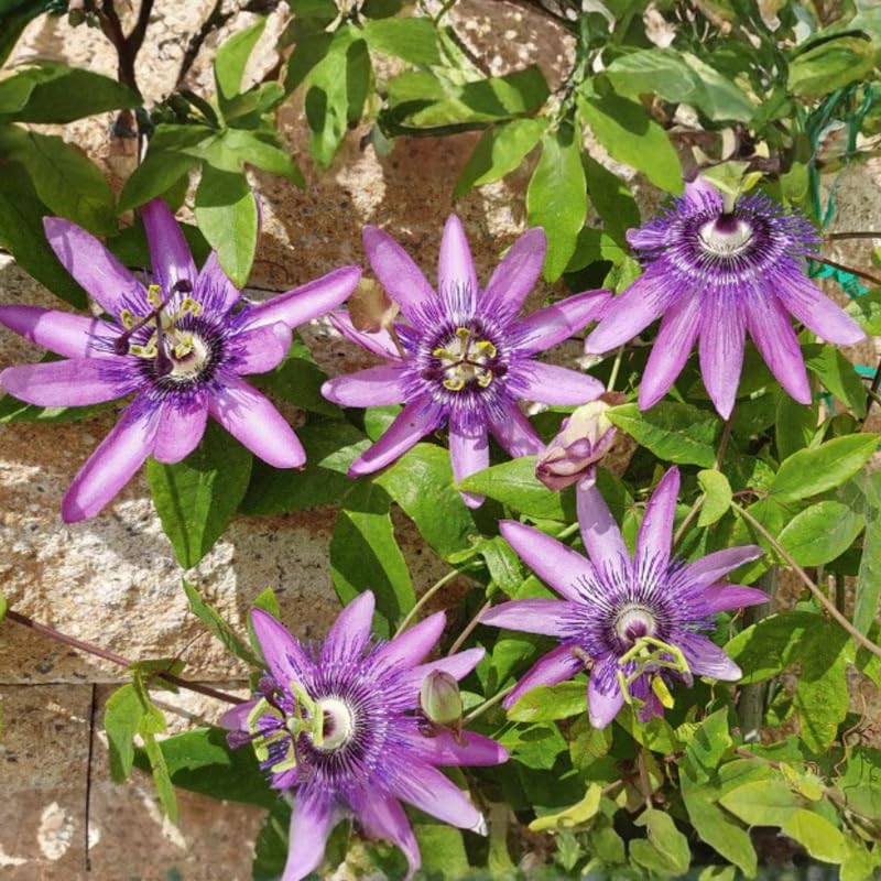 2 Lavender Passion Flower Plants, 4-8'' Tall Red Passiflora Plant Vine for Planting, Vibrant Passion Flower Starter Plant for Home Garden and Containers, Well Rooted to Grow