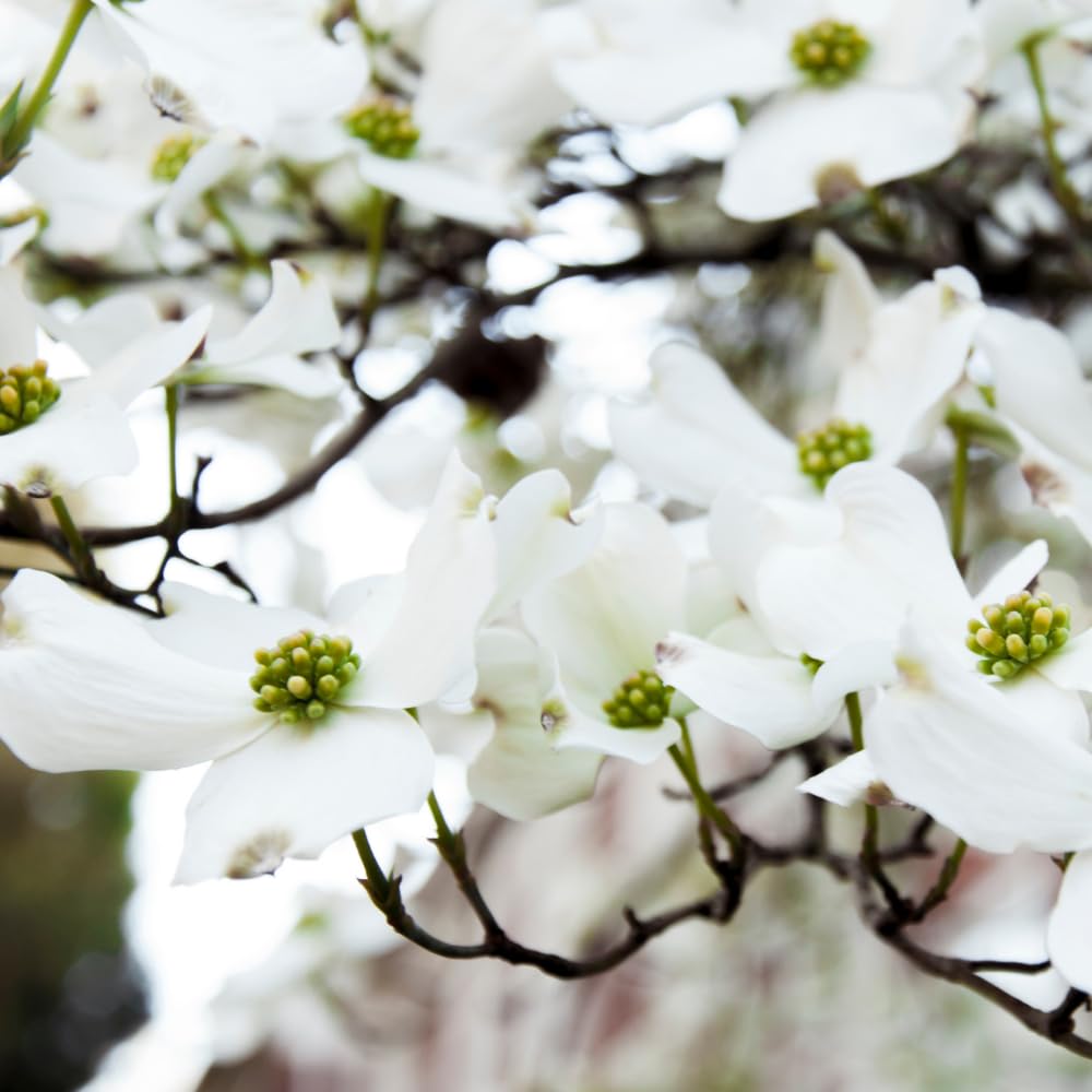 Set 2 Dogwood Bare Root Plants, Flowering Dogwood Tree Live Plant, 12-18 Inches Tall, Spring Blooms, Flowering Ornamental Tree for Outdoor Garden
