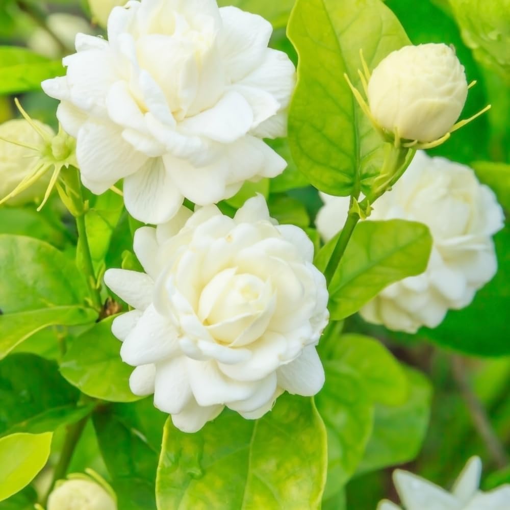 Grand Duke Jasmine Plant in 3 Gallon Pot, Fragrant White Jasmine Flowers, Hardy Shrub, 2-3 Feet Tall, No Shipping to CA