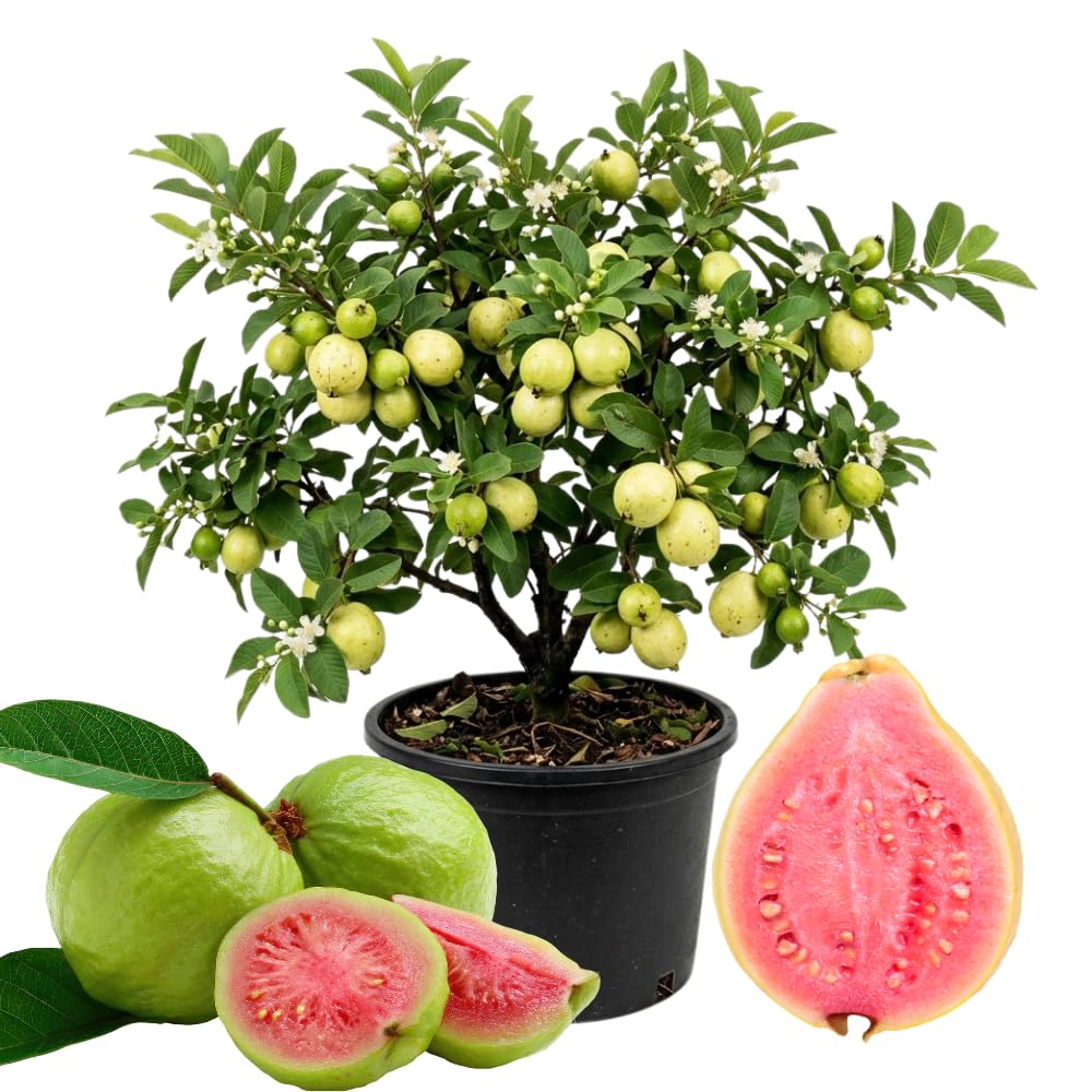 Ruby Guava Tree Live Plant in 3 Gallon Pot, Fragrant and Edible Guava Fruit Bearing Tree from 2 to 3 Feet Height, No Ship to CA