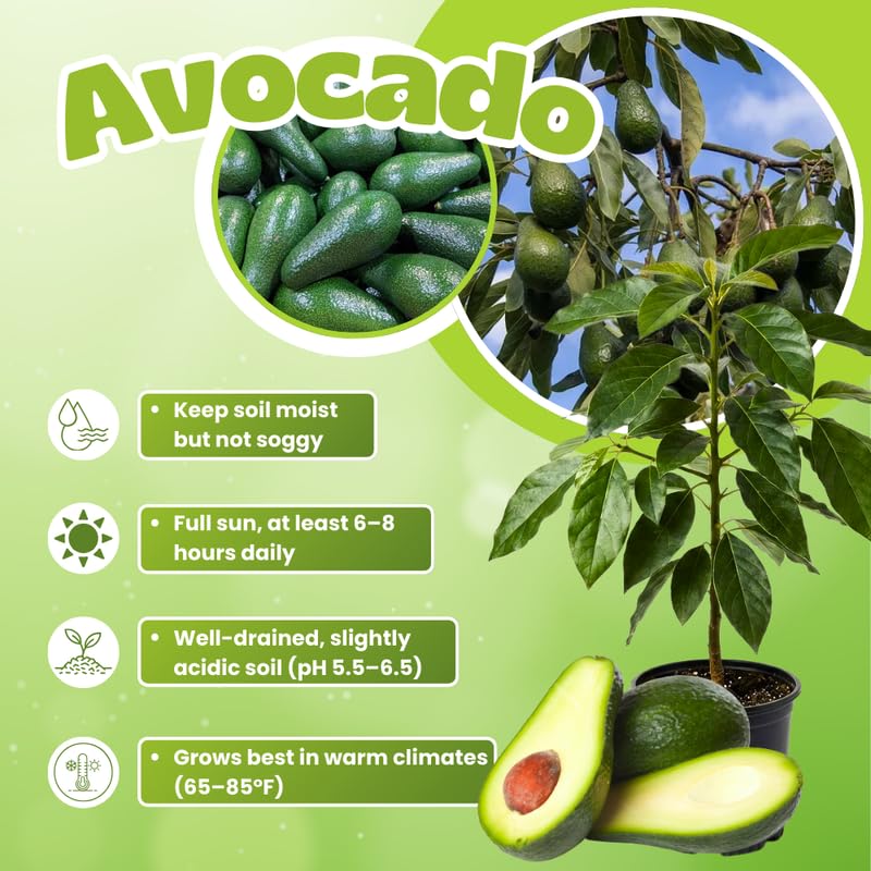 Live Dwarf Avocado Tree 3 Ft Tall, Avocado Fruit-Bearing Tree in 3 Gallon Pot, Container or Garden Growing