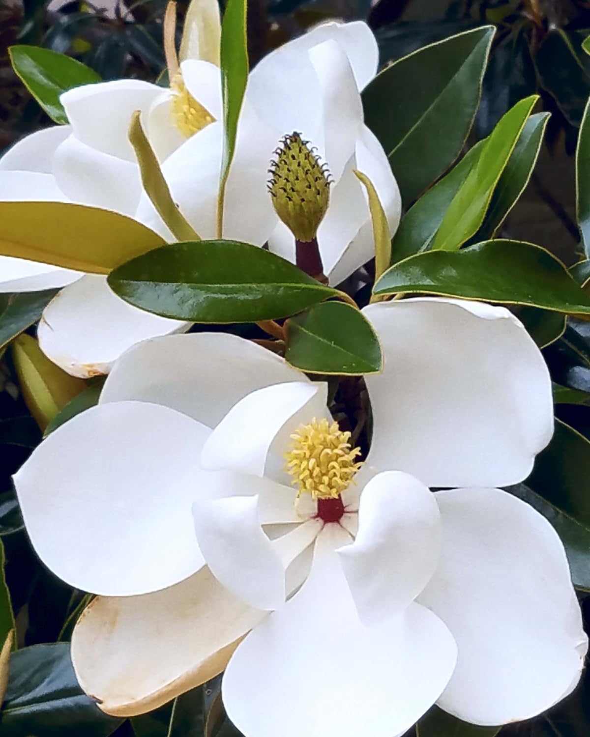 Southern Magnolia Tree, 6-12 Inch Magnolia Trees Live Plants, Quart Pot, Fragrant White Flowers, Dormant in Winter