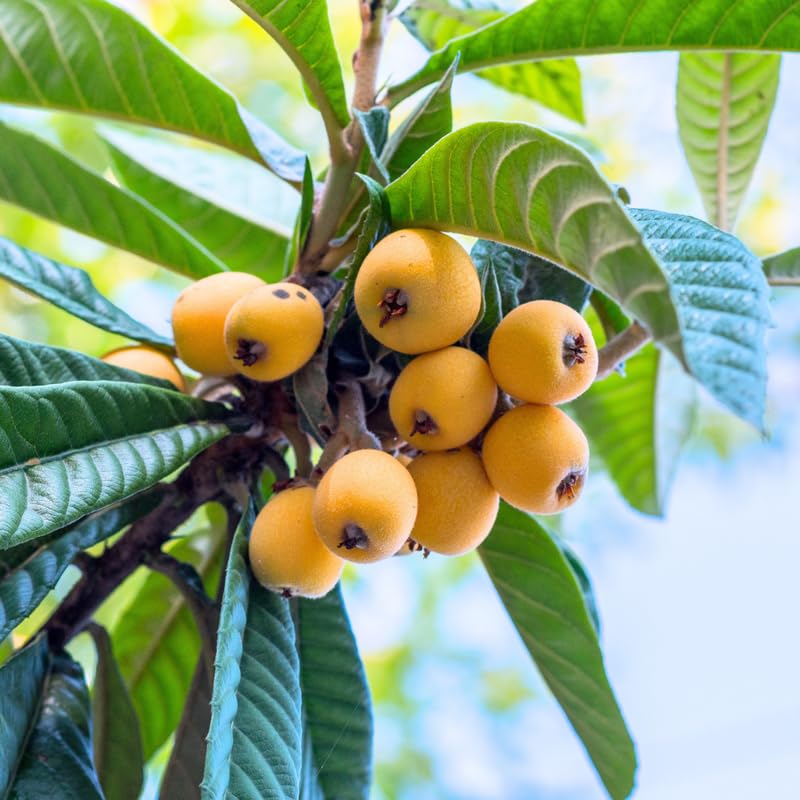 Loquat Trees Live Plants, Golden Loquat Seedling in 3 Gallon Pot, Sweet and Cold Hardy Tree for Backyard Orchard, No Ship to CA