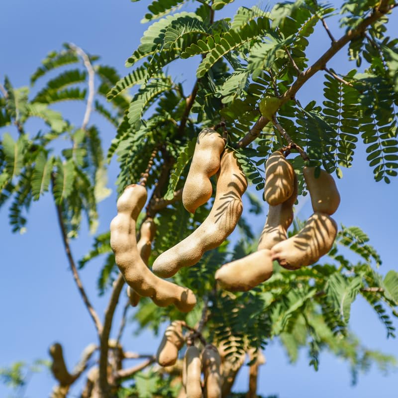 Sour Tamarind Plant Live in 3 Gallon Pot, Tamarind Tree Live Plants from 2-3 Feet Tall, Long Fruit for Outdoor Gardening, No Ship to CA