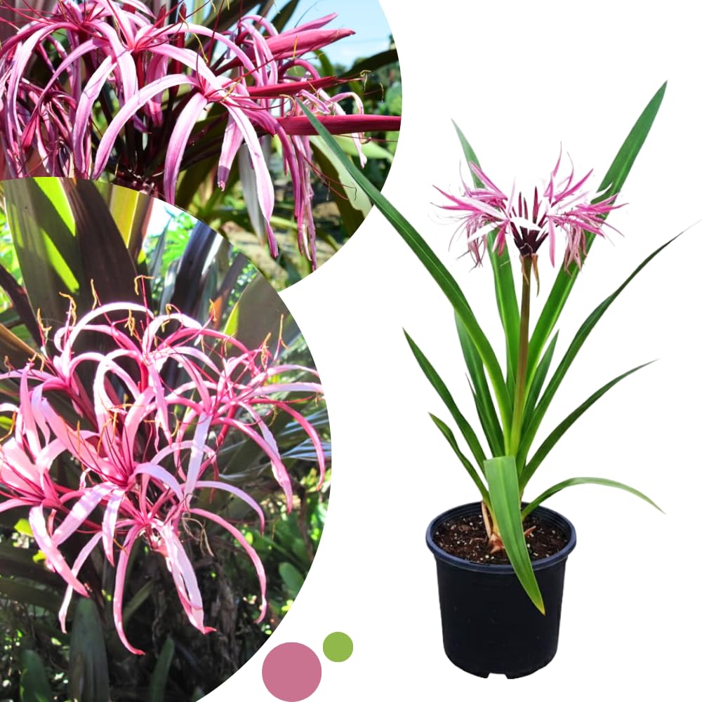 Queen Lily Plant Live, 2-2.5 Feet Tall in 1 Gallon Pot, Tall Fragrant Tropical Flowering Plant, Pink White Lilies