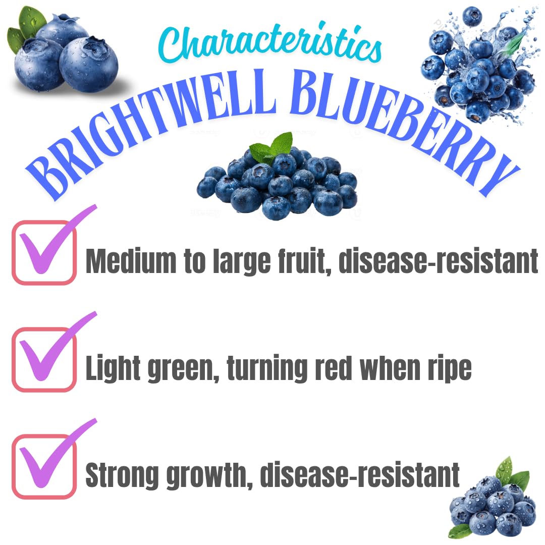 3 Years Old Bright Blueberry Bush Tree Live Plant 1-2 Feet Tall in 2 Gallon Pot, Blueberries Plants, High Yielding, Ready to Fruit, No CA