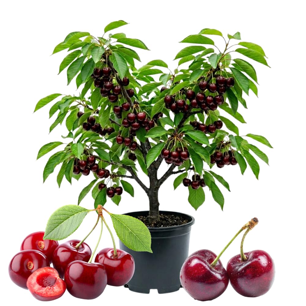 Cherry Trees Live Plants, Bright Red Sweet Black Cherry Tree, Well Rooted in 3 Gallon Pot, 3-4 Feet Tall, Hardy Cherry Fruit Tree Live Plant for Outdoor Garden, No Ship to CA