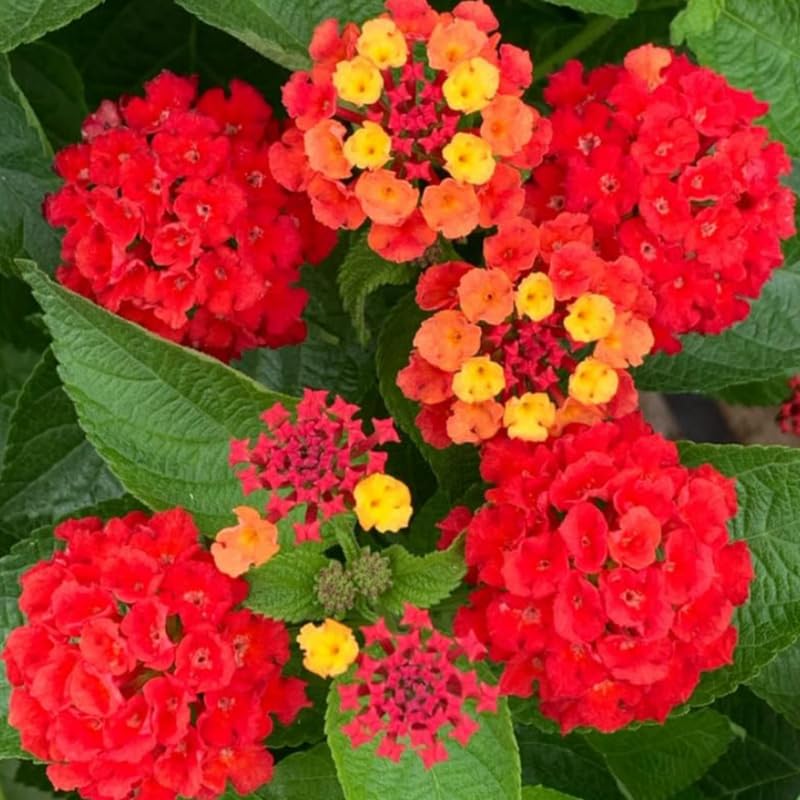 4 Orange Red Lantana Plants Live, Lantana Live Plant from 4 Inches Tall, Hardy Annual Flower Plant Indoor Outdoor