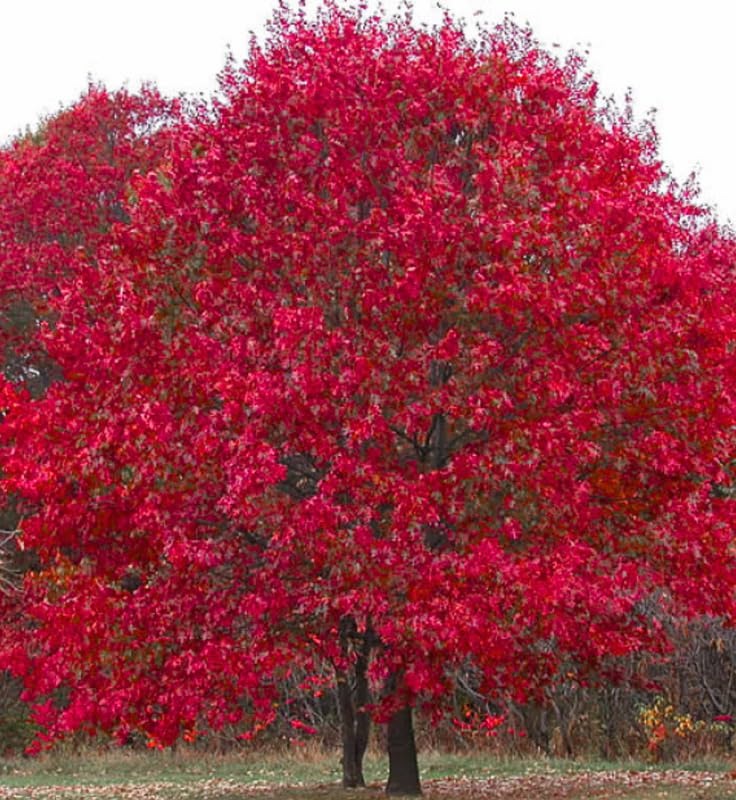 1 Year Old Red Pin Oak Tree Live Plant in 4" Pot, Fast Growing Shades Tree, Well-Rooted Seedling, Dormant in Winter, 6-12 Inches in Tall