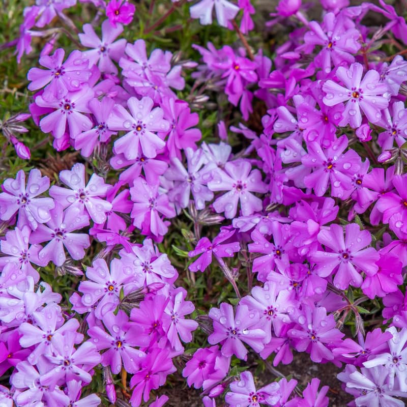 YOKEBOM Set 2 Mixed Creeping Phlox Plants, Hardy Perennial Phlox Flowers, Vibrant Ground Cover for Garden and Landscape, Ready to Grow Plugs 3-5 Inches