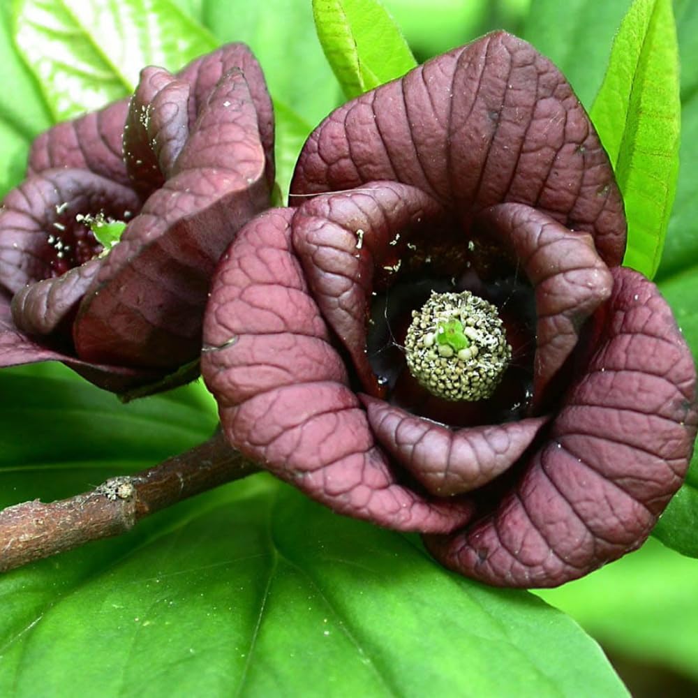 2 Common Pawpaw Trees Live Plants Starters, Paw Paw Plant, Asimina Triloba 6-12 Inches Tall, Hardy Fruit Trees for Home Gardens