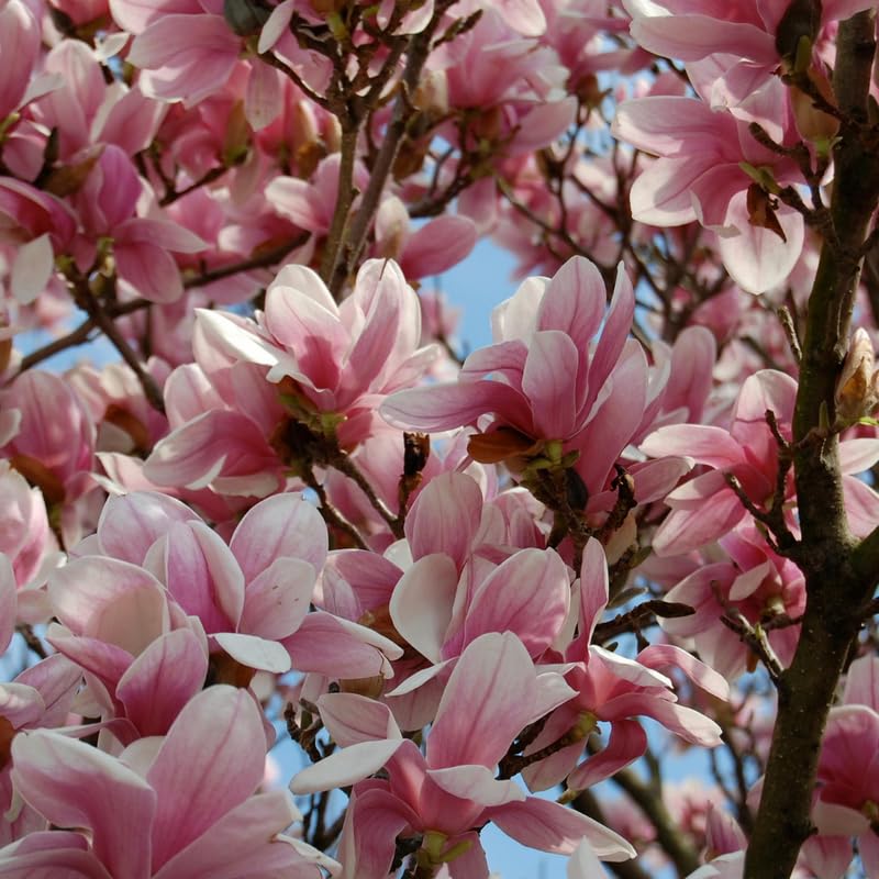 Jane Magnolia Tree, Magnolia Trees Live Plants, 3 Feet Tall in 3 Gallon Pot, Pink Flower Shrubs for Outdoor Growing, No Ship to CA