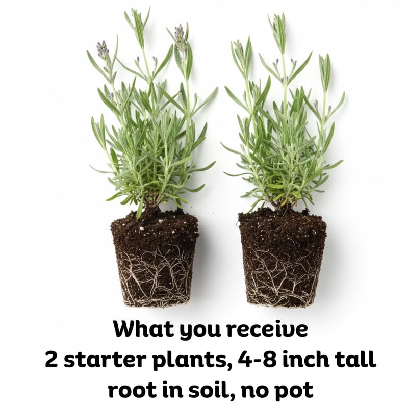 2 Phenomenal Lavender Plants Live for Planting, 4-8" Lavender Plant, Fragrant Purple Flowers, No Pot, Bare Root Herb for Garden, Container Growing