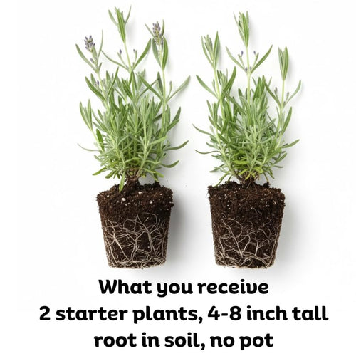 2 Phenomenal Lavender Plants Live for Planting, 4-8" Lavender Plant, Fragrant Purple Flowers, No Pot, Bare Root Herb for Garden, Container Growing