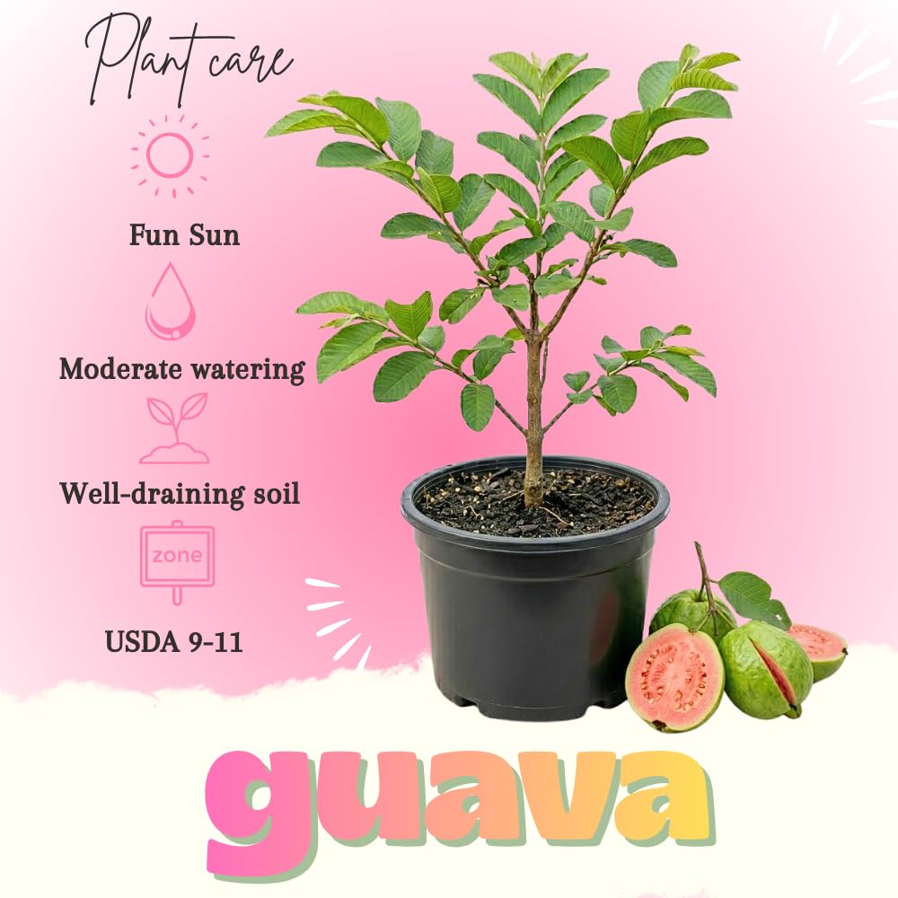 Red Guava Tree Live Plant, Tropical Guava Fruit Tree for Planting, Sweet Fruit, 2-3' Tall in 3 Gallon Pot, No Ship to CA