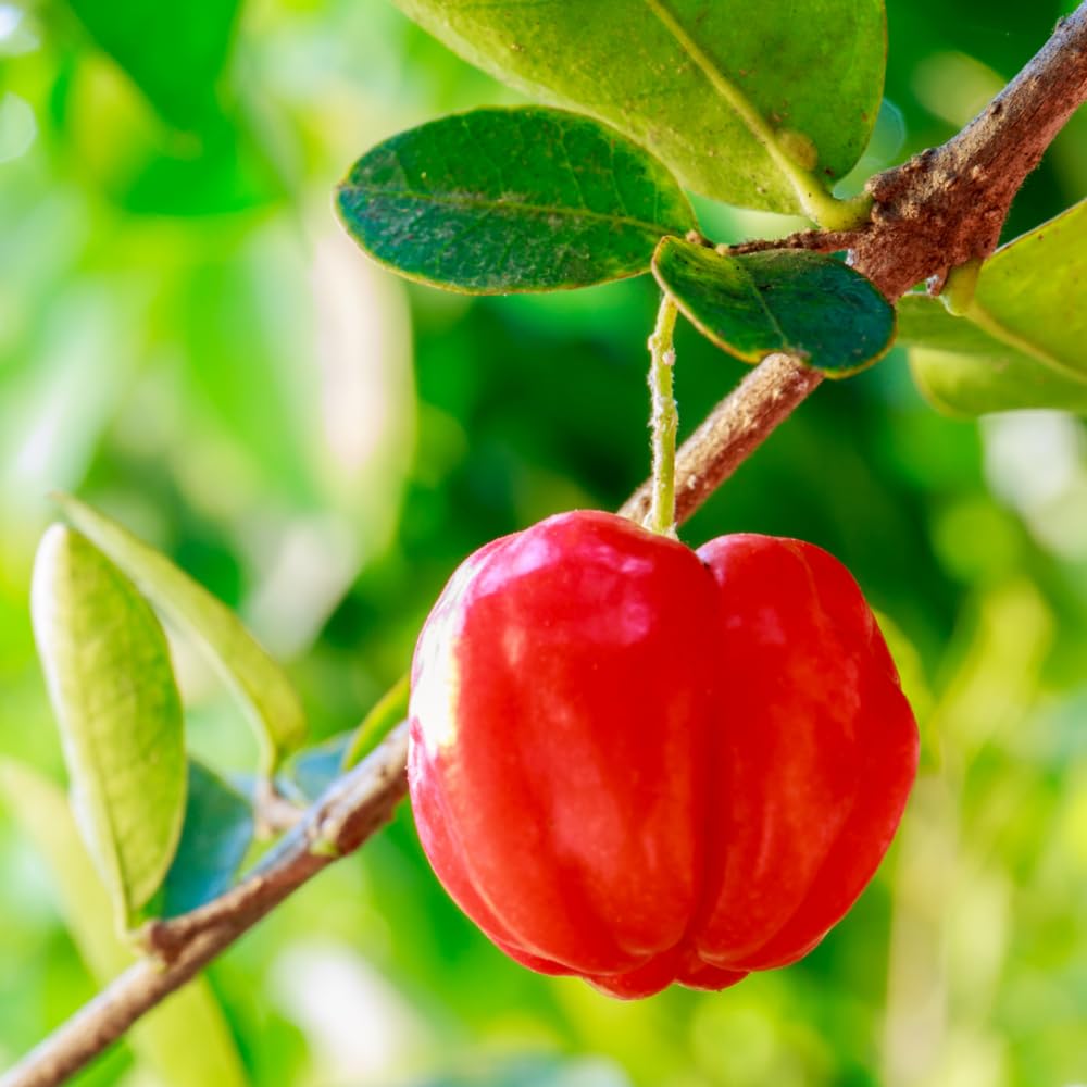 Barbados Cherry Tree Live Plant,1 Feet Height, Acerola Red Cherry Plant Live, Tropical Fruit Tree