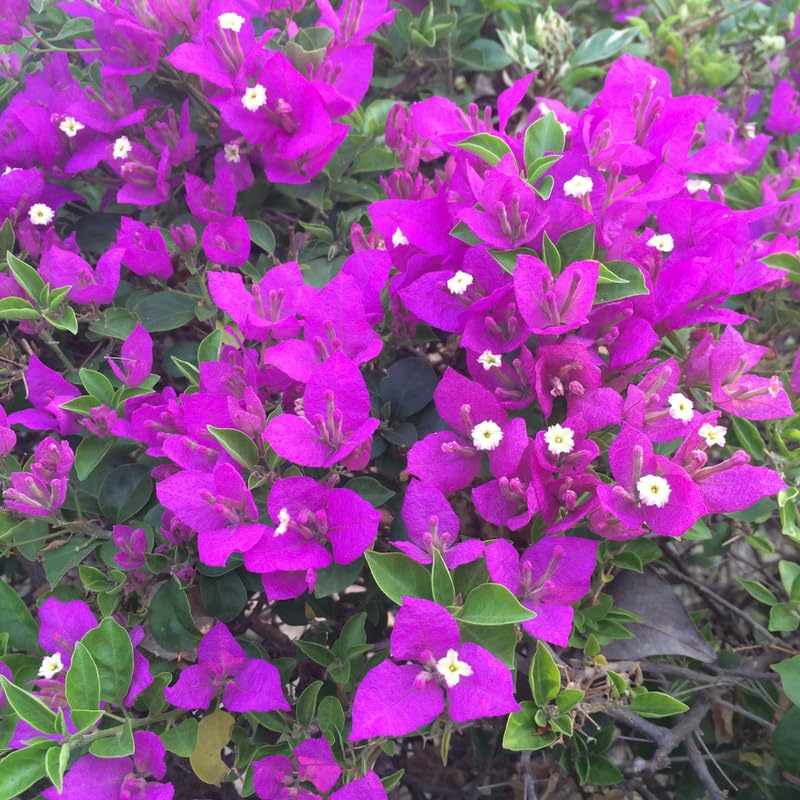 Set 2 Purple Bougainvillea Plants, 5-8" Tropical Bougainvillea Plant Starter, Colorful Perennial Blooms, Live Well Rooted Plant