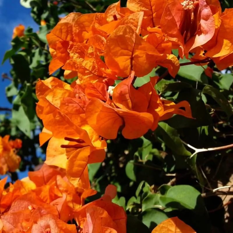 3 Orange Bougainvillea Plants Live, 4-8” Tall Flowering Bougainvillea Vines, Tropical Climbing Plants for Garden or Containers, No Pot