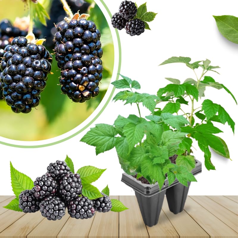 Pack 2 BlackBerry Plants Live, 4-8 Inch Tall, Big Blackberries Fully Rooted High Yield Berry Plants for Outdoor Planting