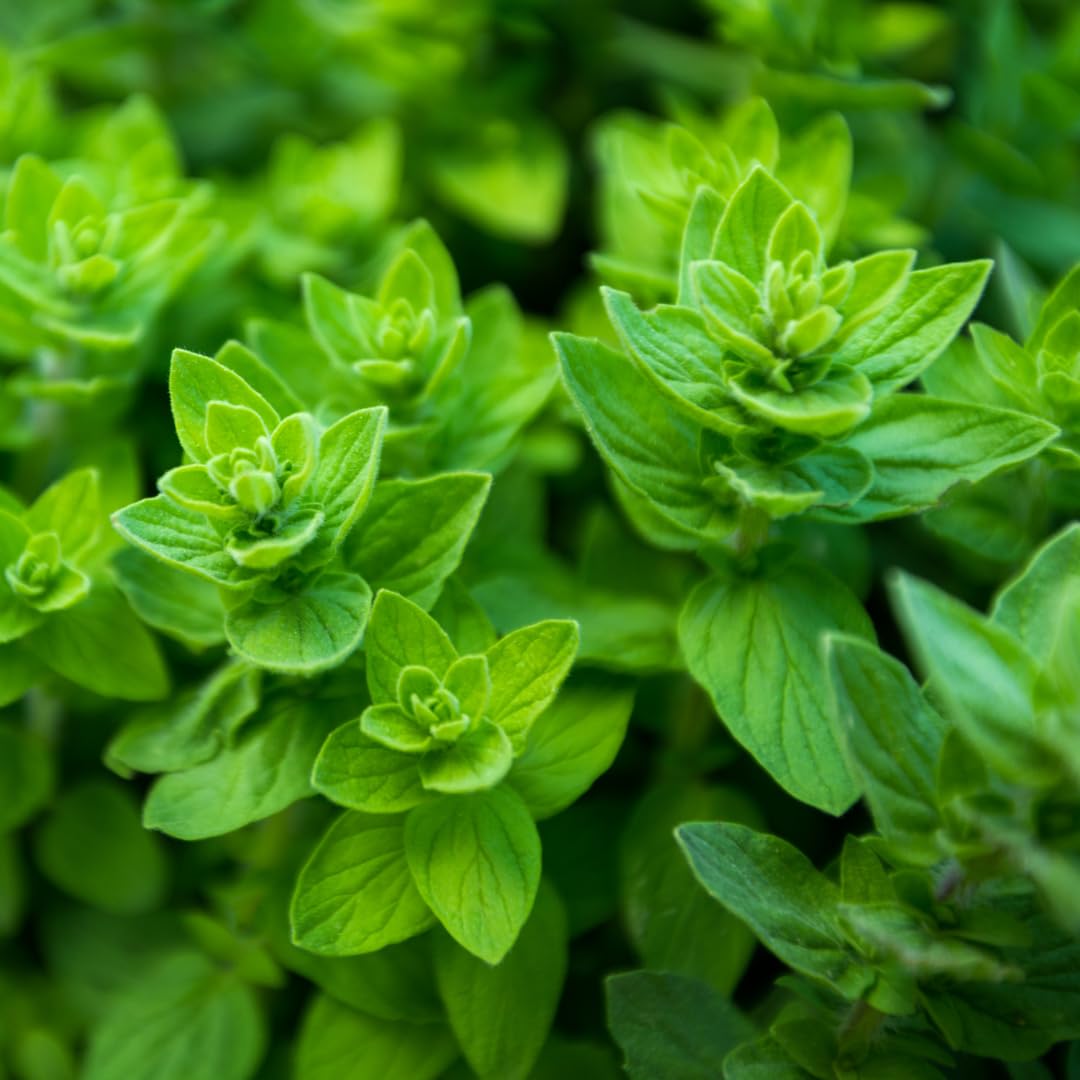 6 Packs Greek Oregano Plants Live for Indoor Outdoor, Culinary Herb for Planting, 4-7 Inches Tall, Oregano Mint Plants Live