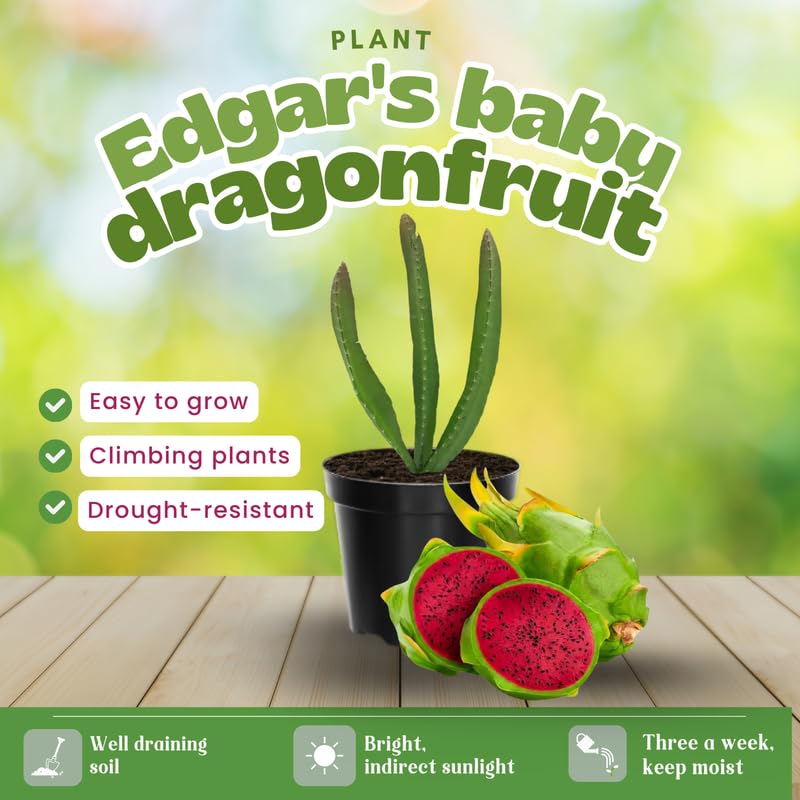 Set of 3 Dragon Fruit Plants Live, 4-7 Inches Tall, Tropical Dragonfruit Cactus Tree for Outdoor Spring Growing (Baby)