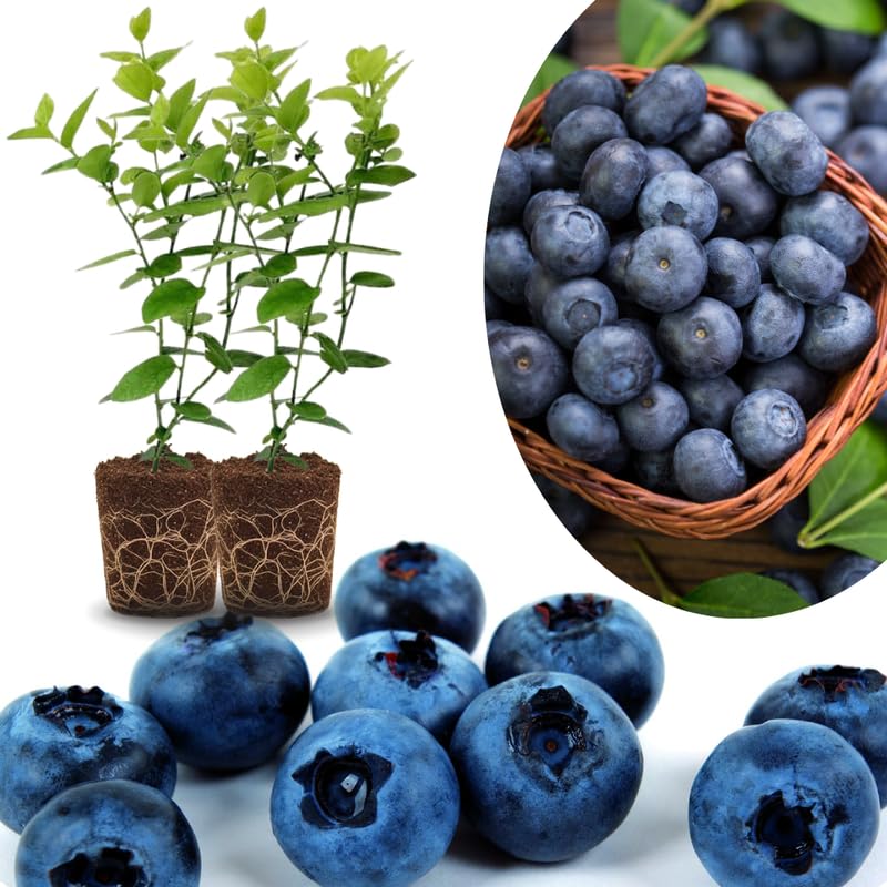 Sets 2 Blueberry Trees Live Plants, Blueberries Bushes, Hardy and High Yield, Seedlings Southern Highbush Blueberry Plants Live for Outdoor Growing, 5-7" Tall (Common Variety)