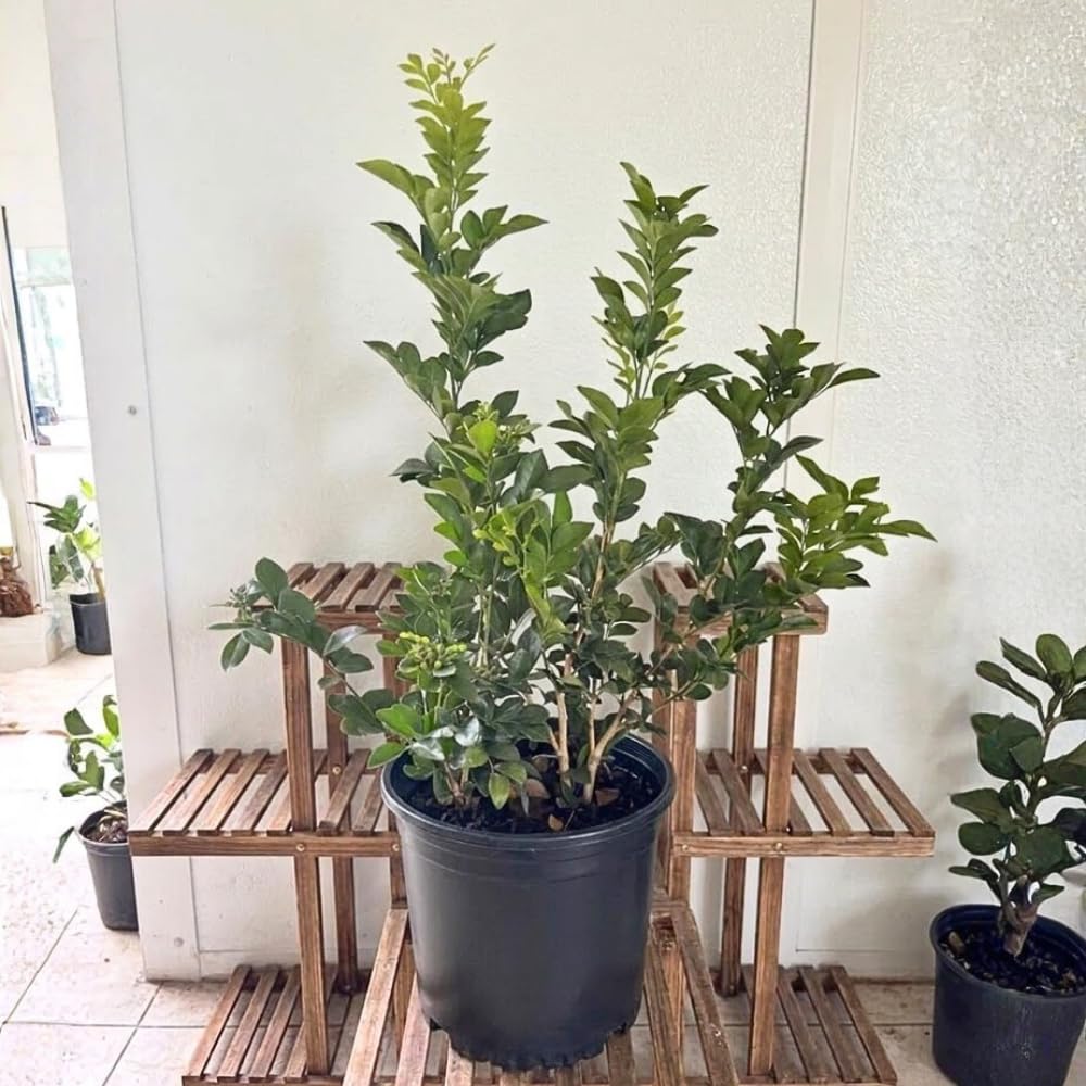 Jasmine Plant Live, 2-3 Feet Tall in 3 Gallon Pot, Jasmine Plant Live, Perennial White Flowers Plants for Growing, No Ship to CA (Orange Jasmine)