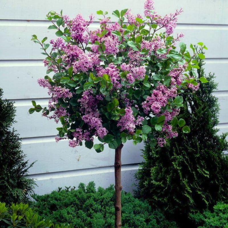 Common Lilac Plant, Hardy Purple Lilac Bushes in 4 Inch Pot, Fragrant Spring Blooms for Indoor Outdoor Planting, Dormant in Winter