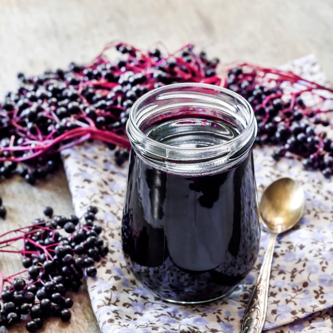 Elderberry Plants Live for Planting, 1 Year Old Tree, Dormant, Cold Hardy, Elderberry Bushes, 6-12", Quart Pot Size