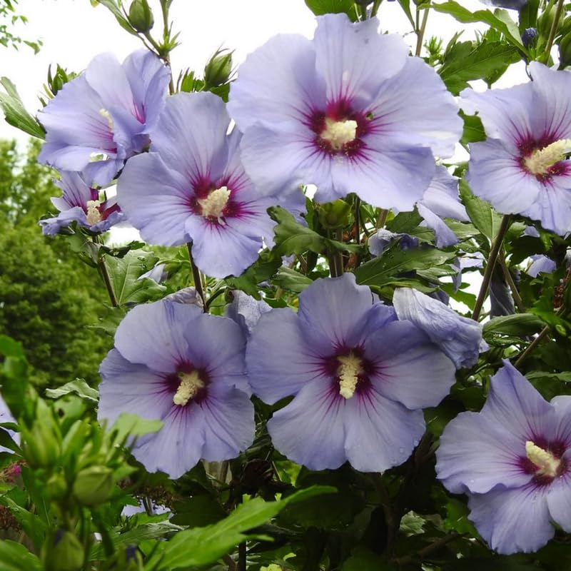 Purple Althea Rose of Sharon Tree Live Plant, 1 Year Old Dormant Seedling in Quart Pot, Hibiscus Syriacus for Outdoor Planting, Cold Hardy