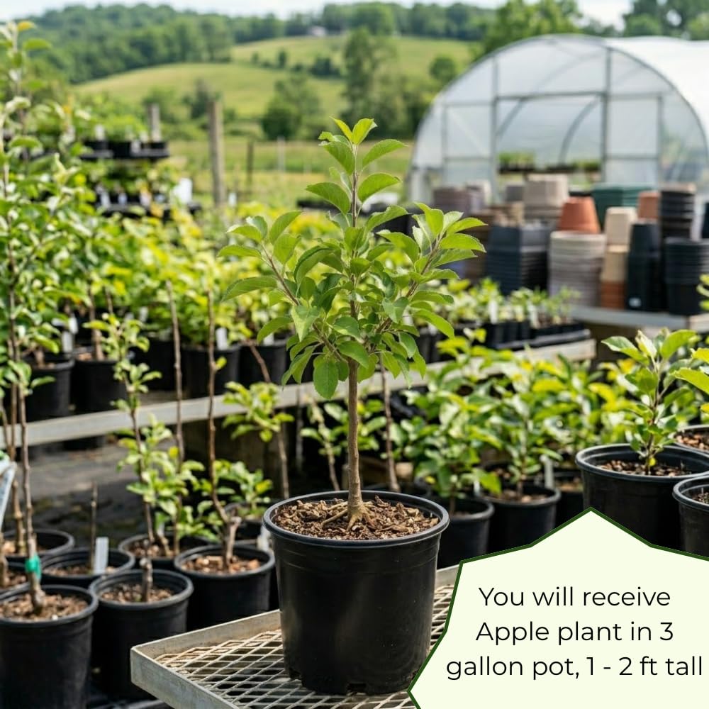 Red Apple Trees Live Plants, Apple Tree, Well Rooted, 1-2 Feet, 3 Gallon Pot, Sweet Fruit Tree for Edible Garden, No Ship to CA