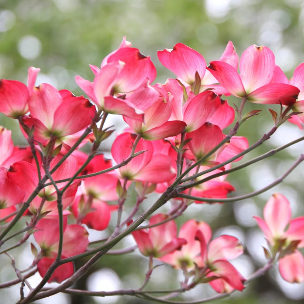 Dogwood Tree Live Plant, Flowering Dogwood Plant Well Rooted in Quart Pot, Dormant Hardy Ornamental Tree (Pink Dogwood)
