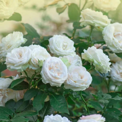 2 White Rose Plants Climbing, Roses Bushes Plant Live Trees, Fragrant and Well-Rooted, Starter 4 to 9 Inc Tall, No Leaf, Vining Roses for Planting Outdoor, Colorful Blooms