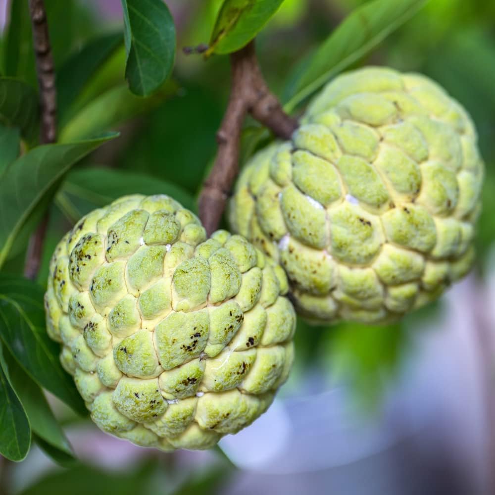 Sugar Apple Plant, 6-12" Tall, Annona Squamosa in 3.5" Pot, Sugar Apple Seedling