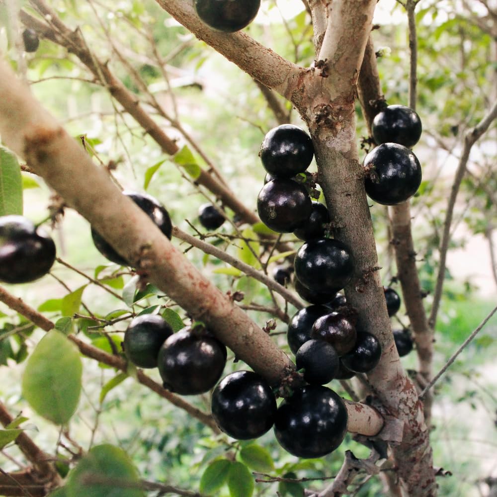 Jaboticaba Tree Live Plant, Jabuticaba Fruit Tree, 2-3 Feet Tall, Well Rooted, Black Grape Fruit Tree for Outdoor Planting, 3 Gallon Pot, No Ship to CA