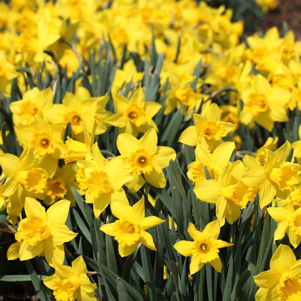 50 Top Size Daffodil Bulbs for Planting, Bulk Blooming Narcissus, Spring Bloom, Fall and Year-Round Planting, Cold Hardy, Large Bulbs