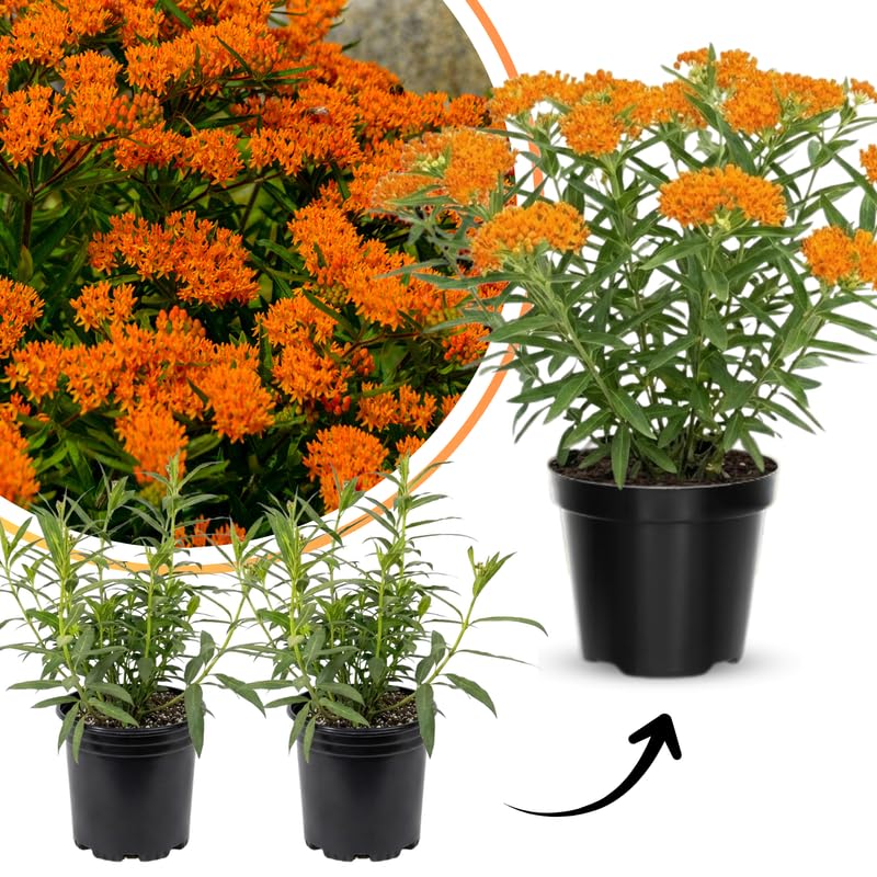 2 Orange Milkweed Plants Live for Spring Planting, Butterfly Mikweed 4-8" in Tall, Asclepias Tuberosa Plants Bush for Perennial Flowers Outdoor Growing