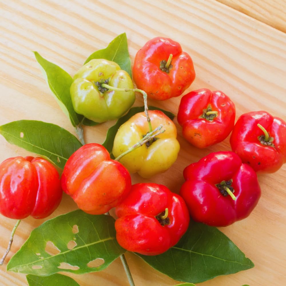 Set 2 Barbados Cherry Plants Live, Cold Hardy Cherry Tree Live Plant from 5 to 7'' Tall