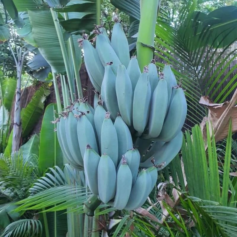 Ice Cream Banana Plant, Banana Trees Live Plants, 4-6" Tropical Fruit Tree for Home Garden, Patio and Container Growing