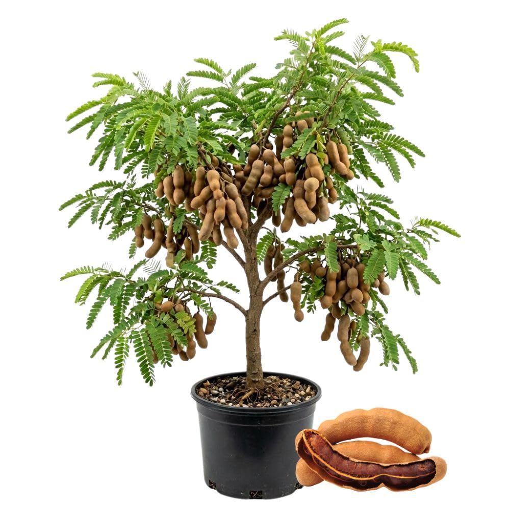Live Tamarind Tree 18-24"Tall in 1 Gallon Pot, Live Tropical Fruit Plant, Tangy Tamarind Fruit Tree for Planting Outdoor Garden, No Ship to CA