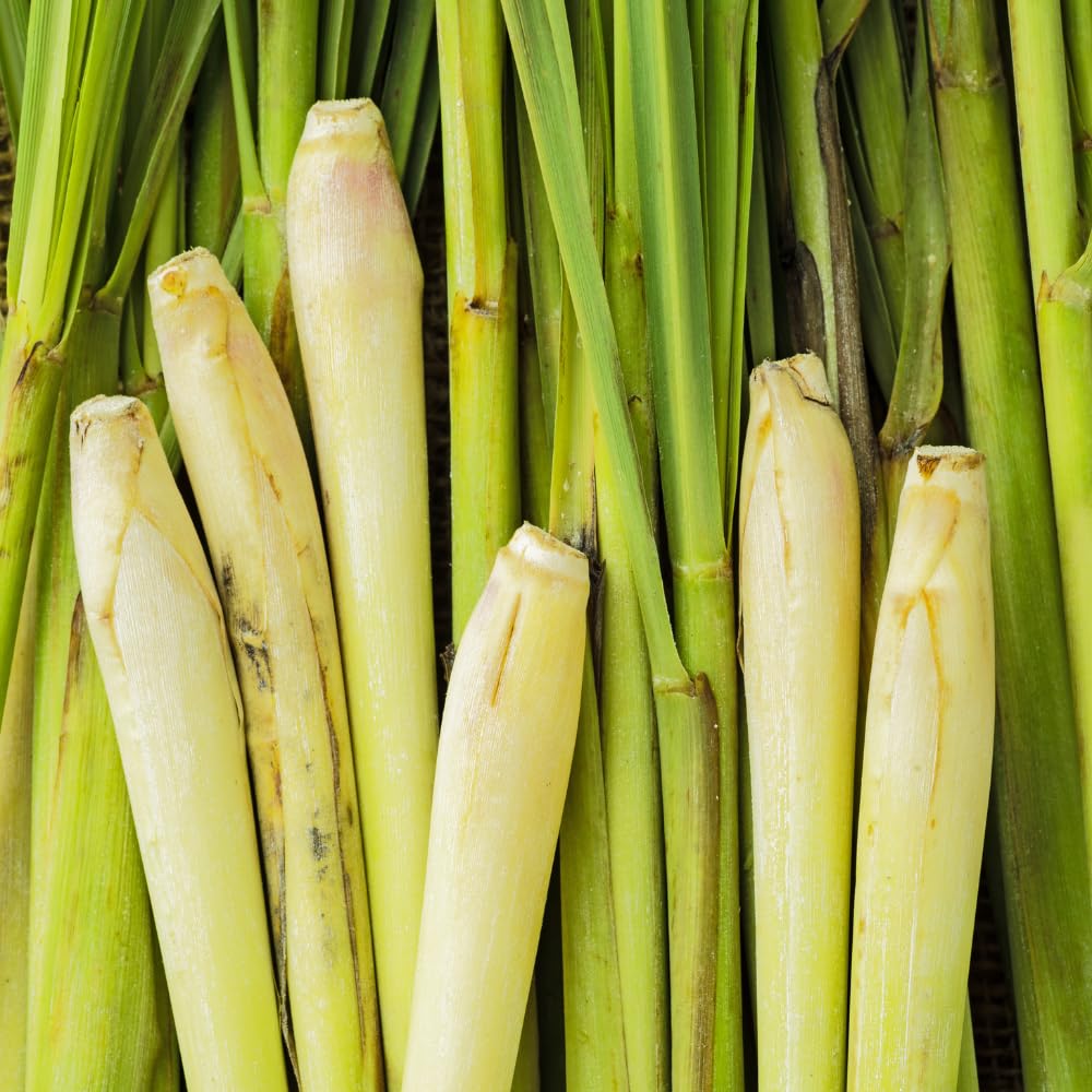Set 5 Lemongrass Plant Live in 1 Gal Pot, Lemon Grass Fast Growing, Fragrant Herb Shrub for Indoor Outdoor Planting