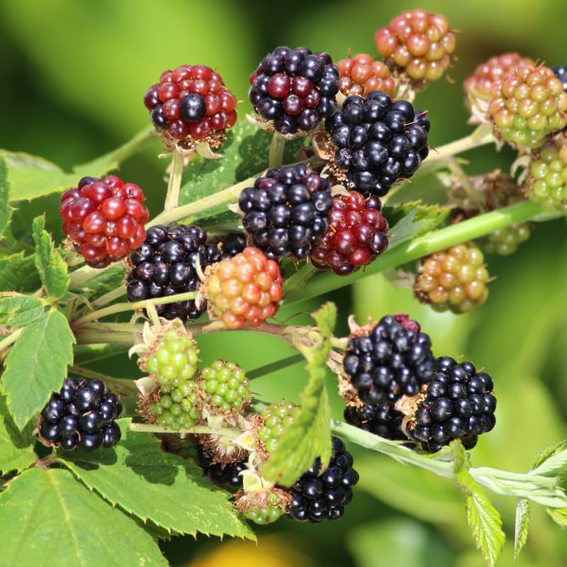 Pack 2 BlackBerry Plants Live, 4-8 Inch Tall, Rare Blackberries Fully Rooted High Yield Berry Plants for Outdoor Planting
