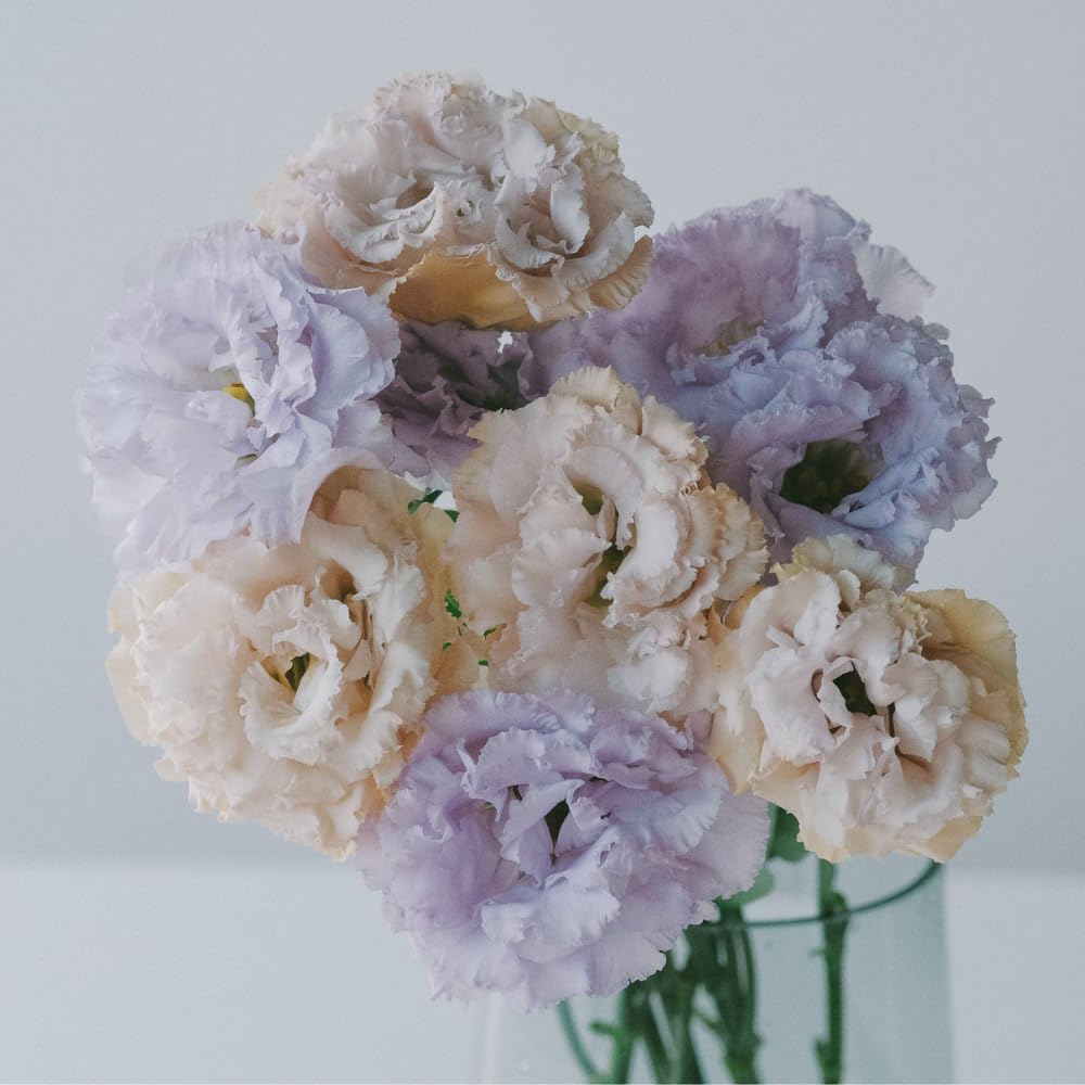 Blue Eustoma Lisianthus Plants Live Plug Size, Well-Rooted 3-5" in Tall, Texas Bluebell, Thornless Love Rose Plant, Summer Fall Bloom