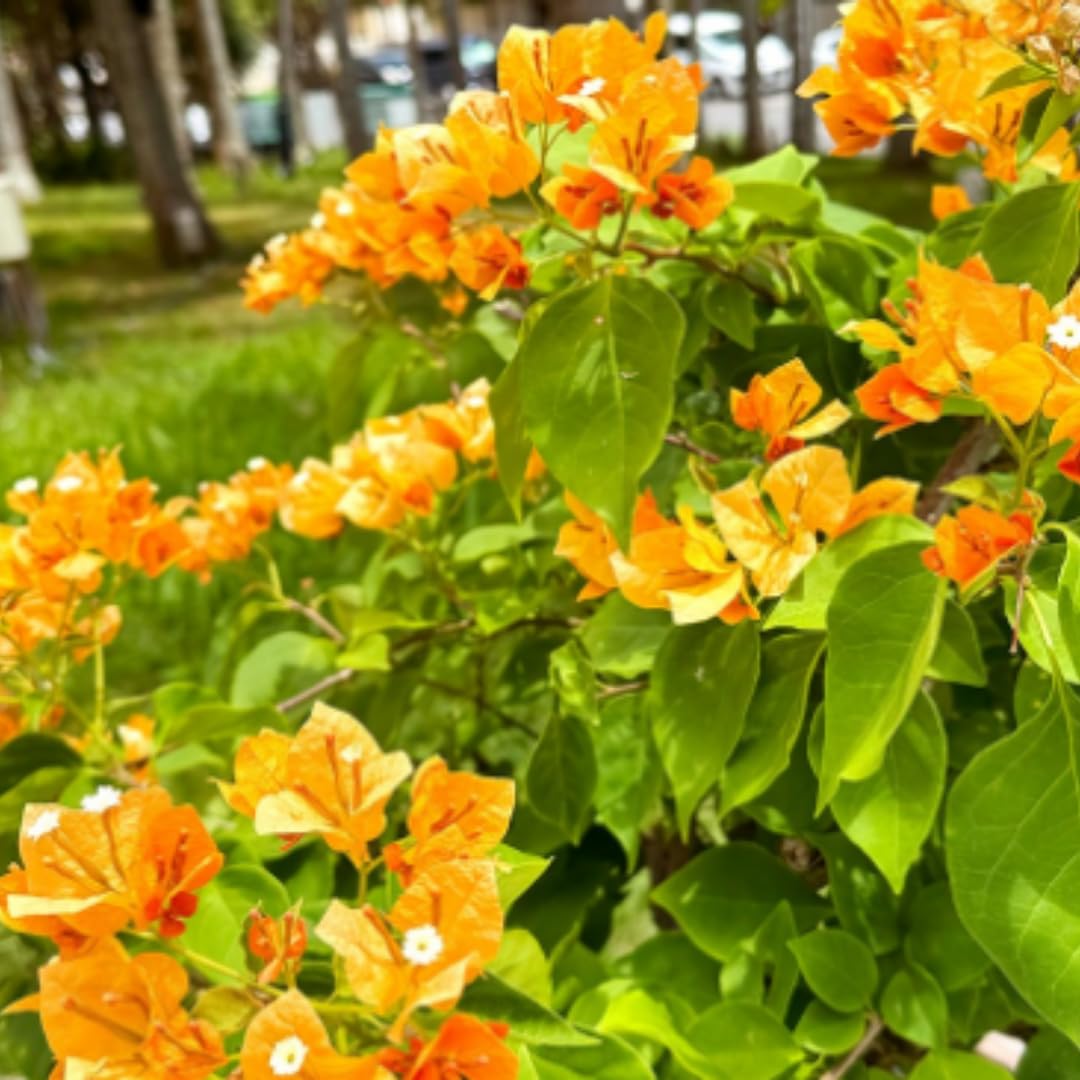 4 Bougainvillea Plants Live, Gold Bougainvillea Flower Plant, Live Bougainvillea Vine Plant for Gardening, 4 to 6 Inc in Height