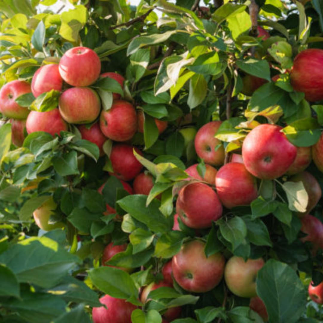 Starter Apple Tree Live Plant Seedling, 6-10" Bare Root Dormant, Spring Break Fruit Sweet Apple Trees Live Plants for Outdoor Planting, Cold Hardy Fruit