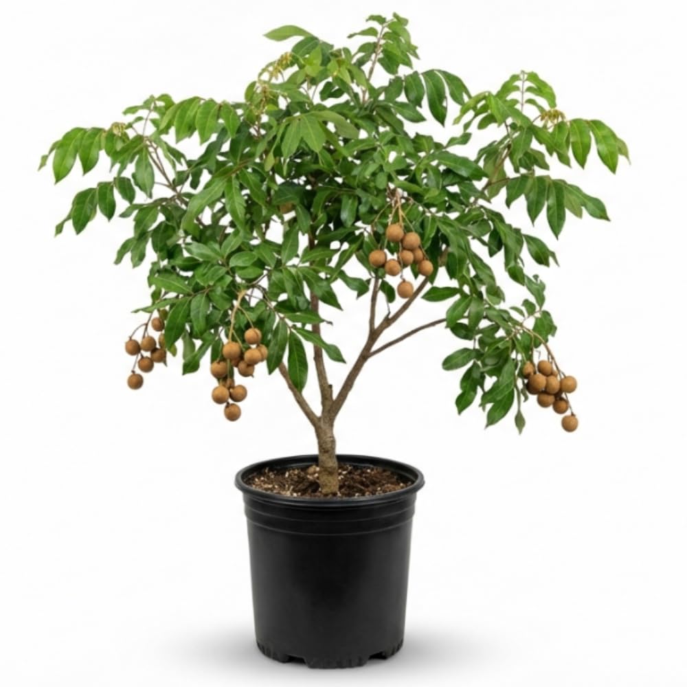 Longan Tree, 3-4 Ft Tall Sweet Longan Fruit Trees Live Plants for Growing Outdoor, 3 Gallon Pot, No Ship to CA